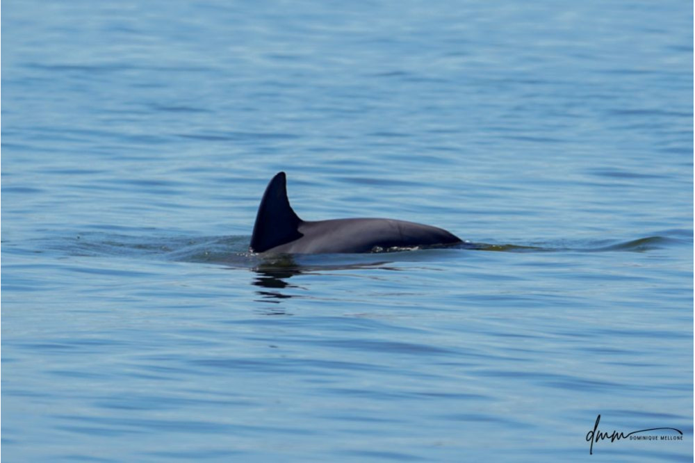 Bottlenose Dolphin 1