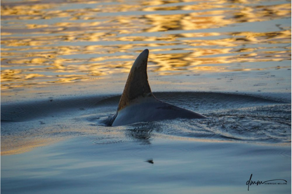 Bottlenose Dolphin 10