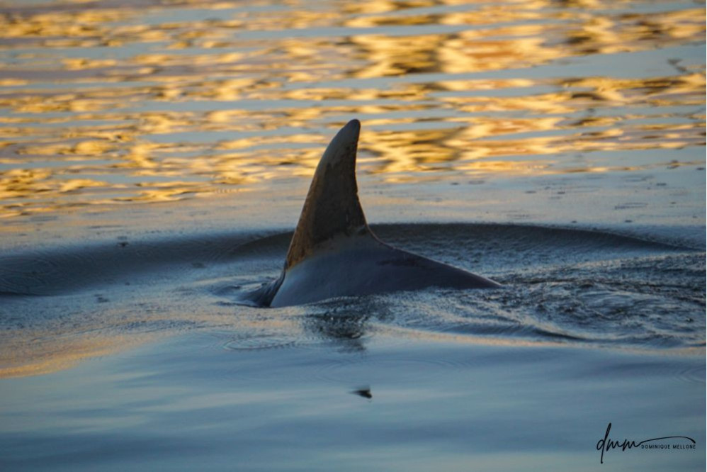 Bottlenose Dolphin 10