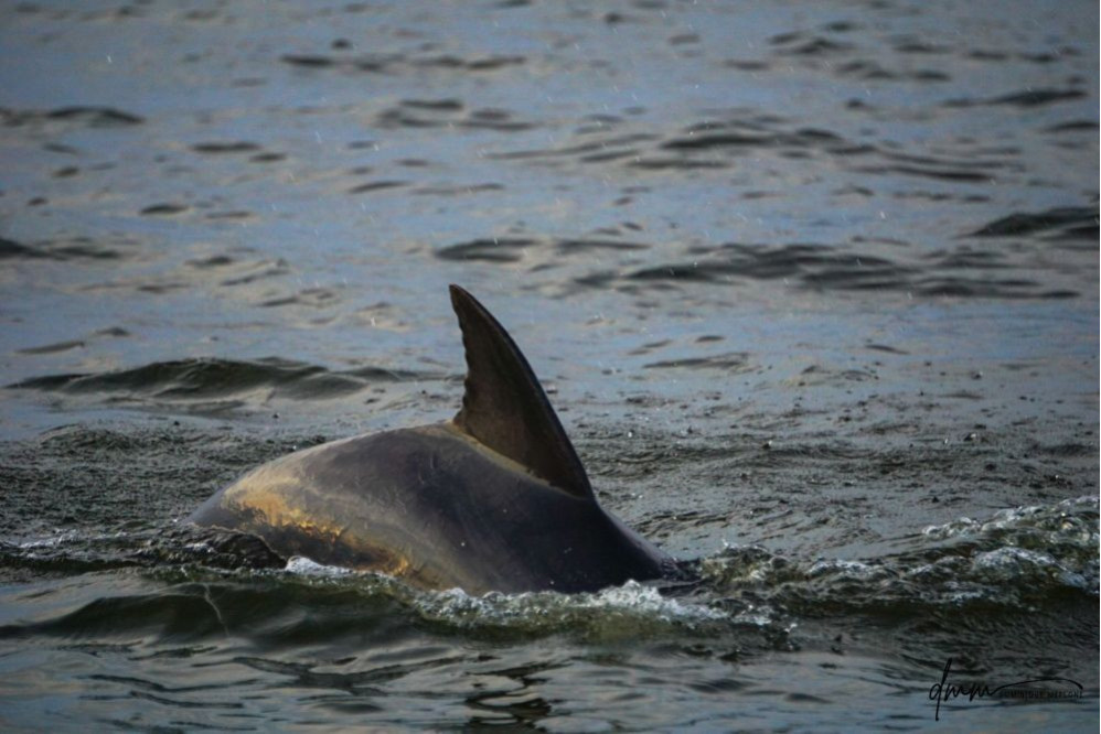 Bottlenose Dolphin 11