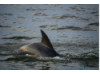 Bottlenose Dolphin 11