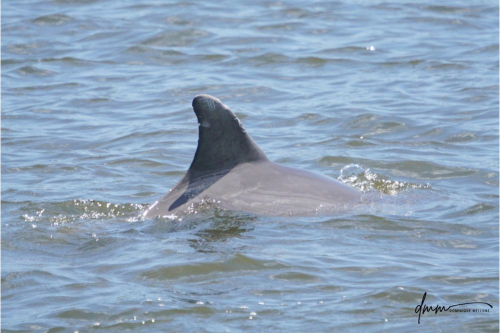 Bottlenose Dolphin 12