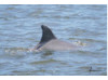 Bottlenose Dolphin 12