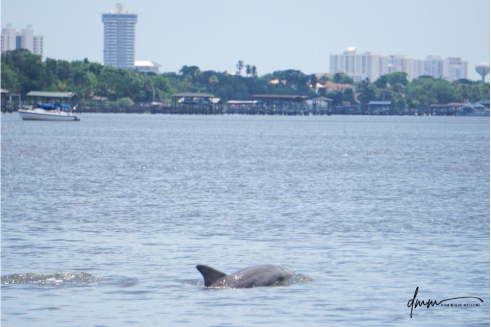 Bottlenose Dolphin 13