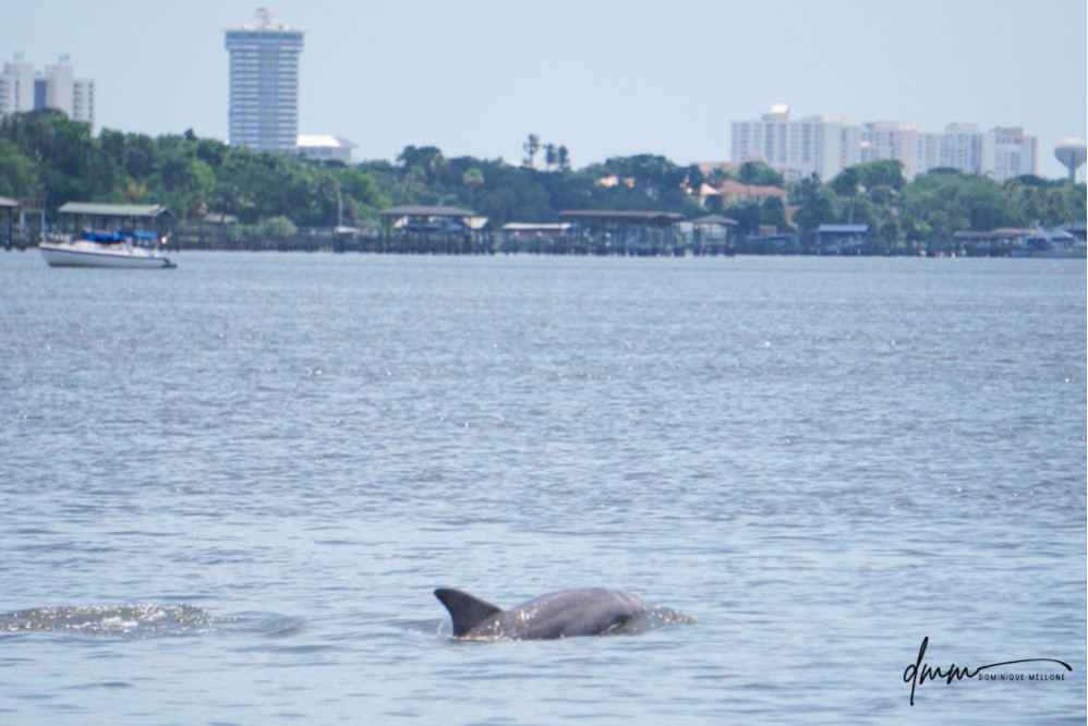 Bottlenose Dolphin 13
