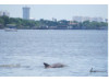 Bottlenose Dolphin 13