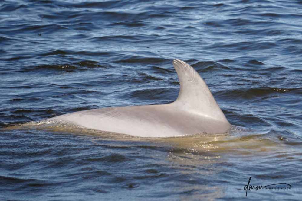 Bottlenose Dolphin 14