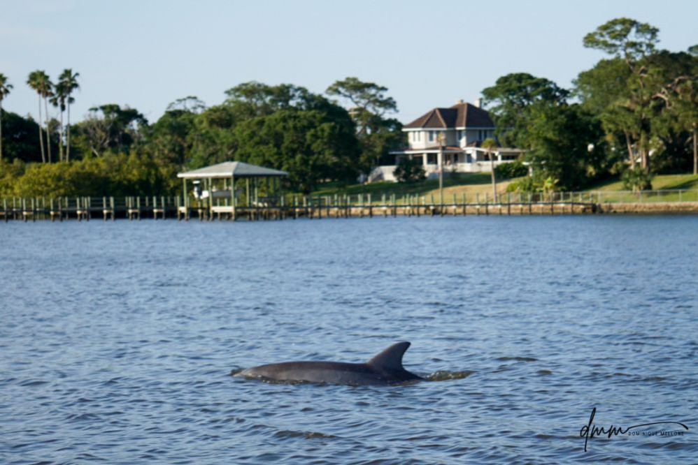 Bottlenose Dolphin 15