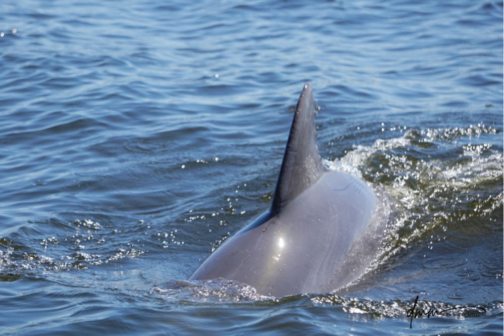 Bottlenose Dolphin 16