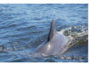 Bottlenose Dolphin 16