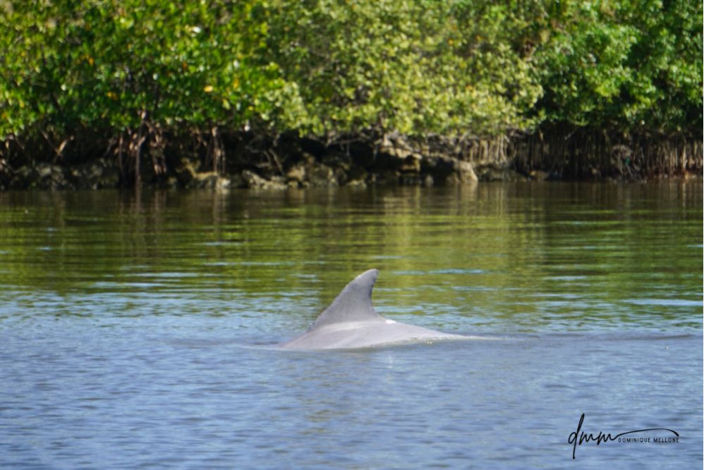 Bottlenose Dolphin 17