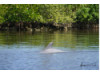 Bottlenose Dolphin 17