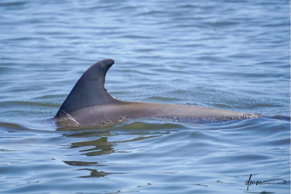 Bottlenose Dolphin 18
