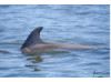 Bottlenose Dolphin 18