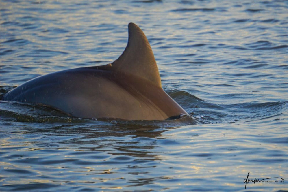Bottlenose Dolphin 19
