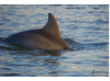 Bottlenose Dolphin 19
