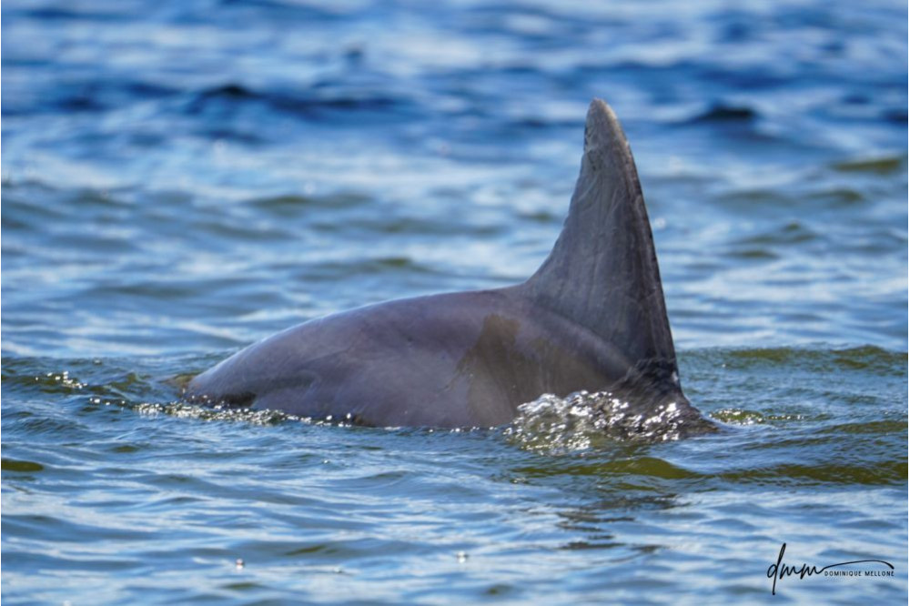 Bottlenose Dolphin 2