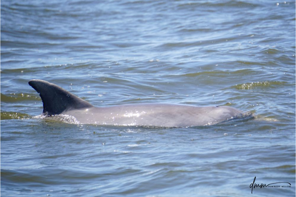 Bottlenose Dolphin 20