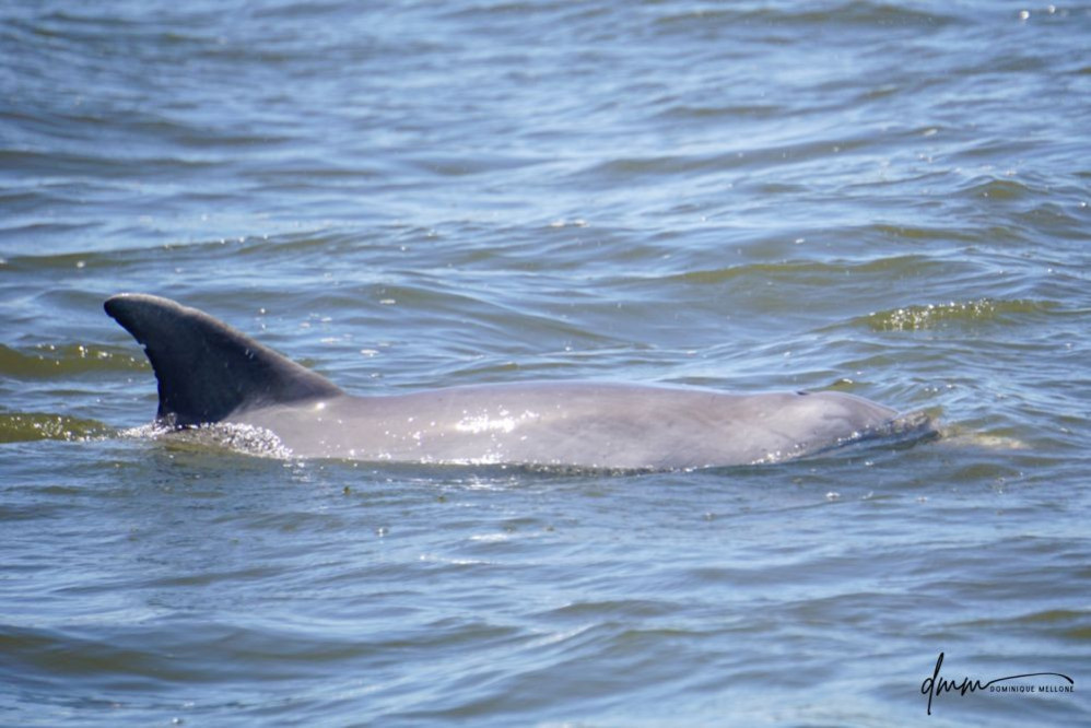 Bottlenose Dolphin 20