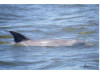 Bottlenose Dolphin 20