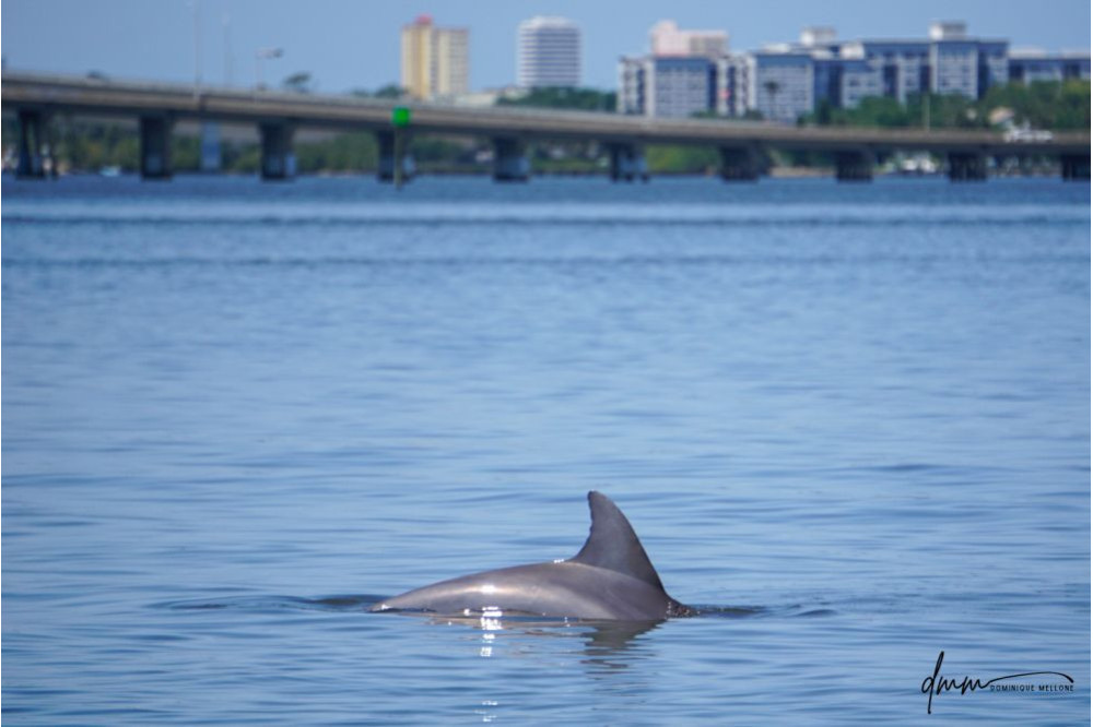 Bottlenose Dolphin 21
