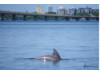 Bottlenose Dolphin 21