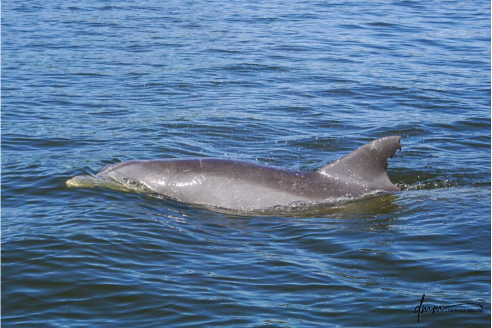 Bottlenose Dolphin 22