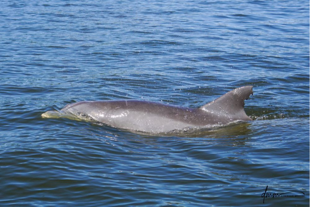 Bottlenose Dolphin 22