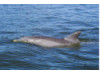 Bottlenose Dolphin 22