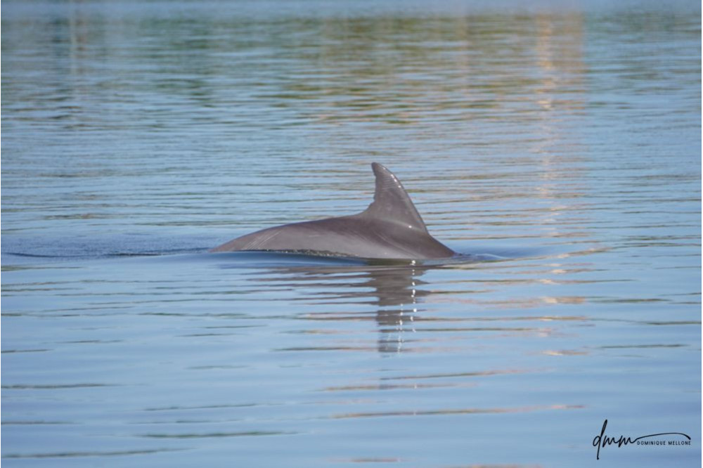 Bottlenose Dolphin 23