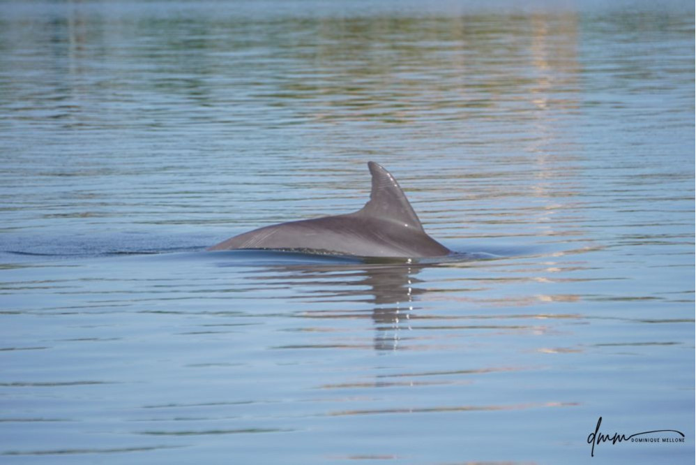 Bottlenose Dolphin 23