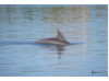 Bottlenose Dolphin 23