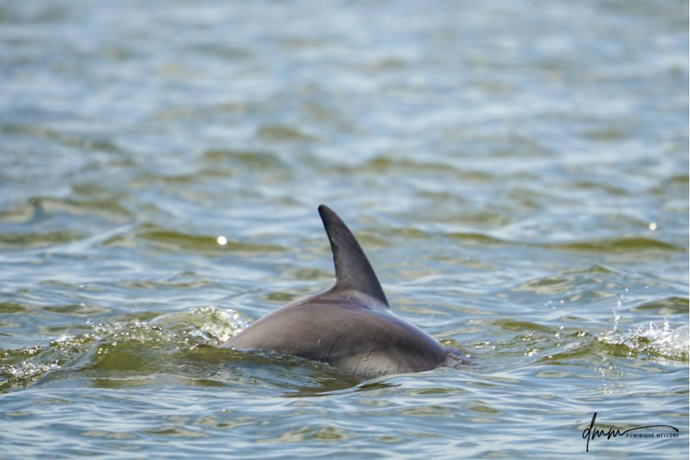 Bottlenose Dolphin 24