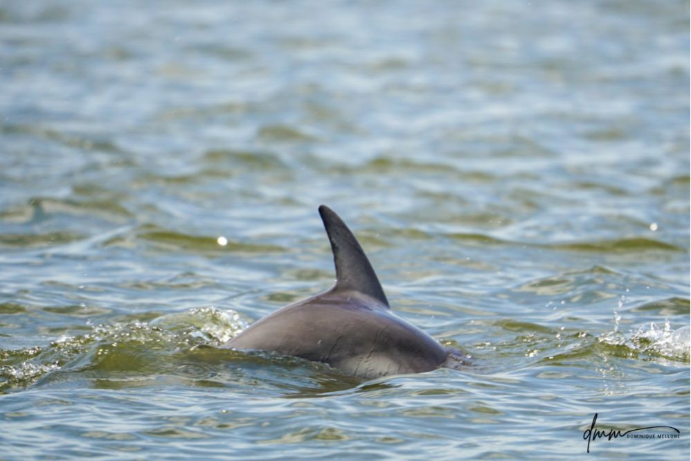 Bottlenose Dolphin 24