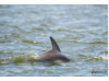 Bottlenose Dolphin 24