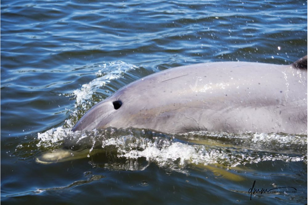 Bottlenose Dolphin 25