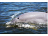 Bottlenose Dolphin 25