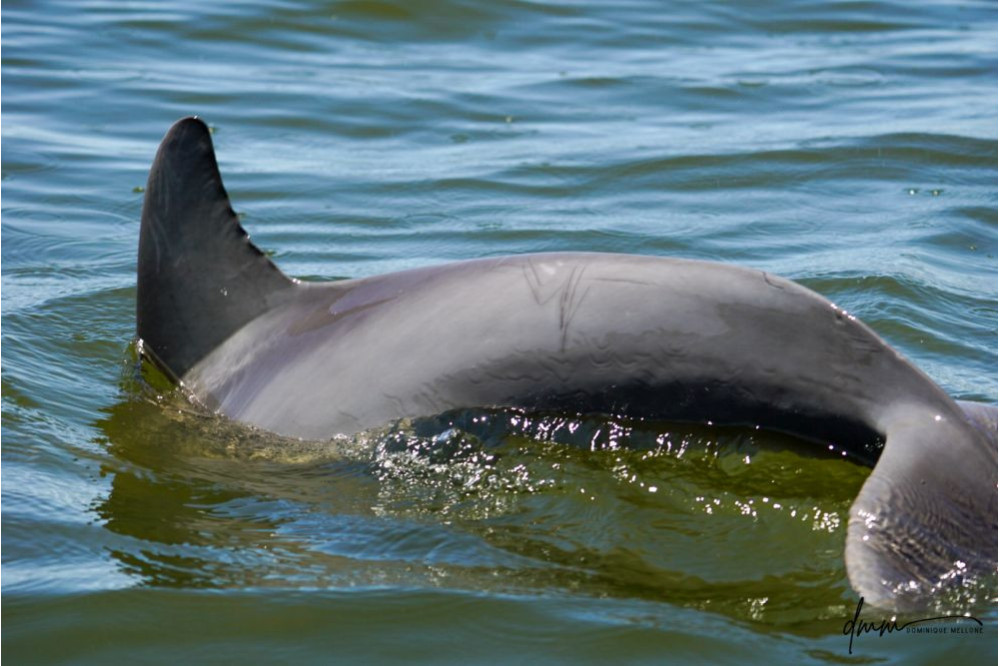 Bottlenose Dolphin 26