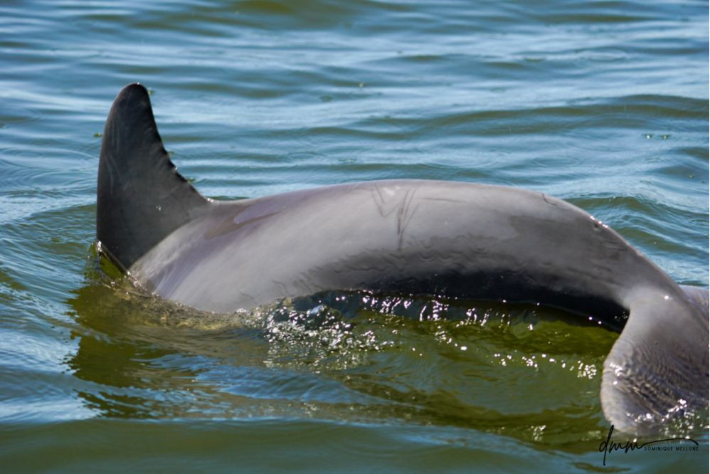 Bottlenose Dolphin 26