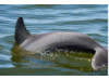 Bottlenose Dolphin 26
