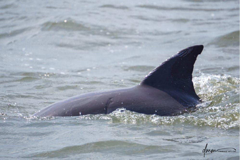 Bottlenose Dolphin 3
