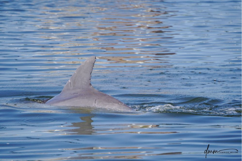 Bottlenose Dolphin 4