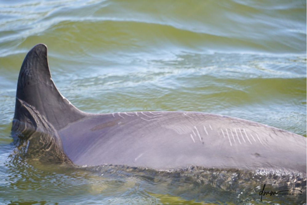Bottlenose Dolphin 5