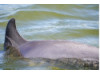 Bottlenose Dolphin 5