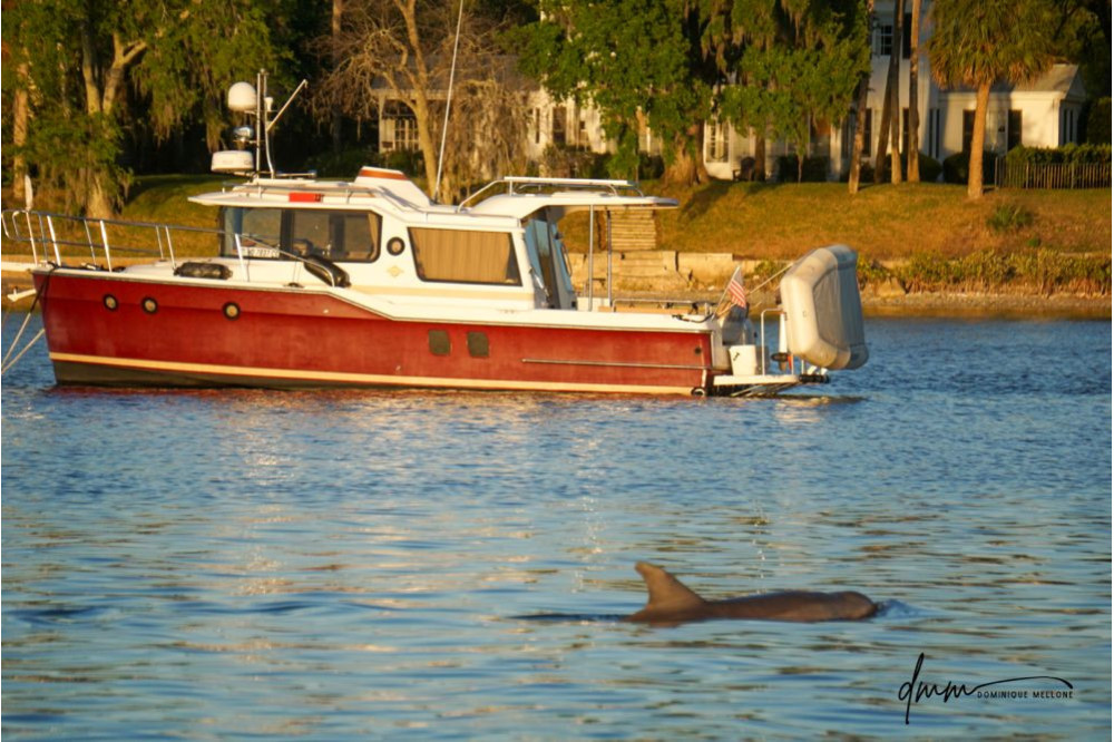 Bottlenose Dolphin 6