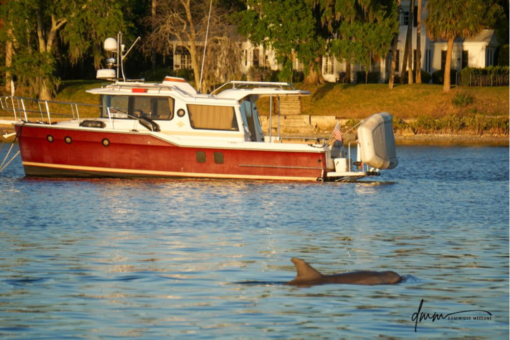Bottlenose Dolphin 6