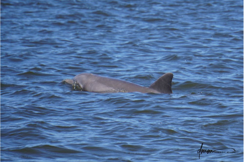 Bottlenose Dolphin 7