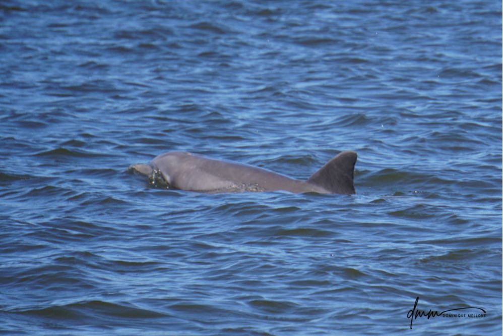 Bottlenose Dolphin 7