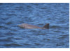 Bottlenose Dolphin 7