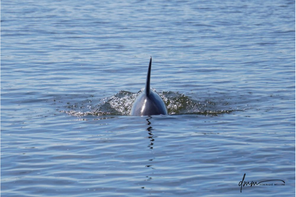 Bottlenose Dolphin 8